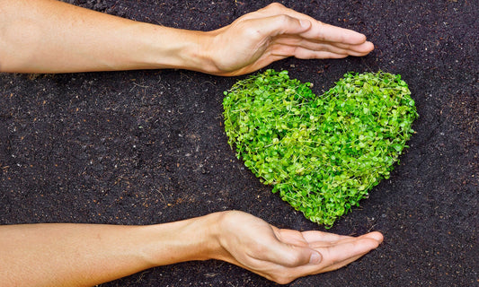 The two hands are individually above and below the green heart which was gathered by the plant.